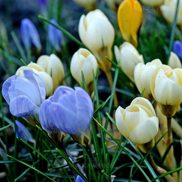 Purple Organic Saffron Crocus Bulbs - 3🟦, 3 Seeds🌱
