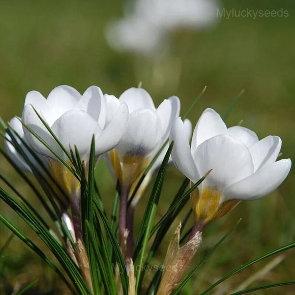 Purple Organic Saffron Crocus Bulbs - 10⬜, 5 Seeds💛🔥