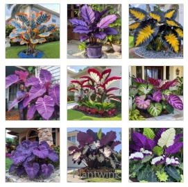 Giant Caladium Seeds-Mixed - 💛100 Seeds (30% Off)