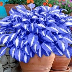Hosta seed - 28⬜🟦, 200 Seeds👍🔥