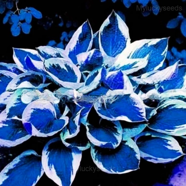 Hosta seed - 30🟦⬜, 50 Seeds🔥🔥
