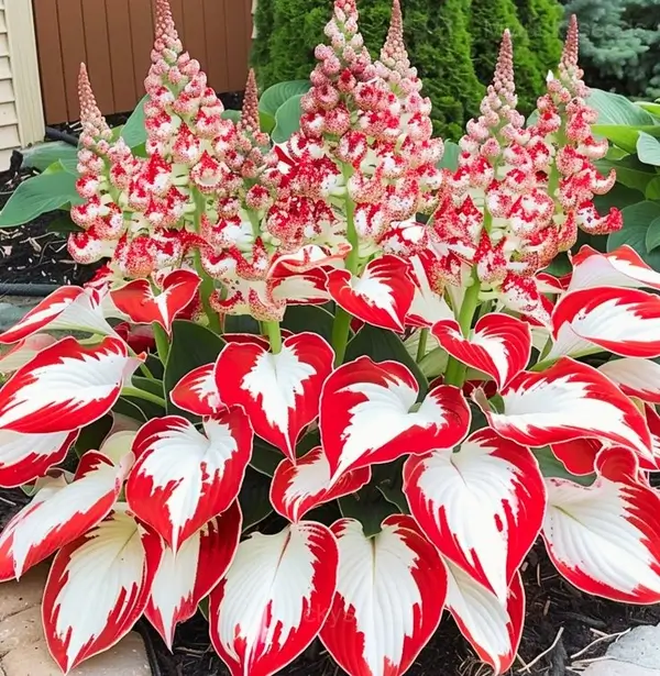 Hosta seed