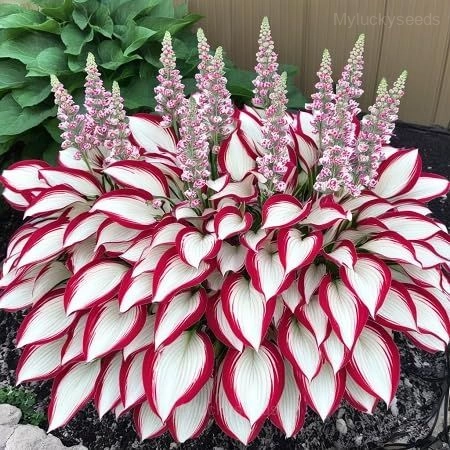 Hosta seed - 27⬜🟥, 50 Seeds🔥🔥