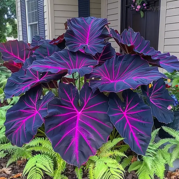 Tropical Style Giant Caladium Seeds - 5🟪, 500 Seeds🔥
