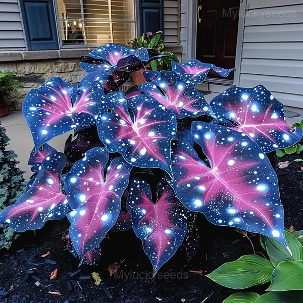 Starry Sky Colored Leaf Caladium Seeds - 78🟦💗, 200 Seeds💗