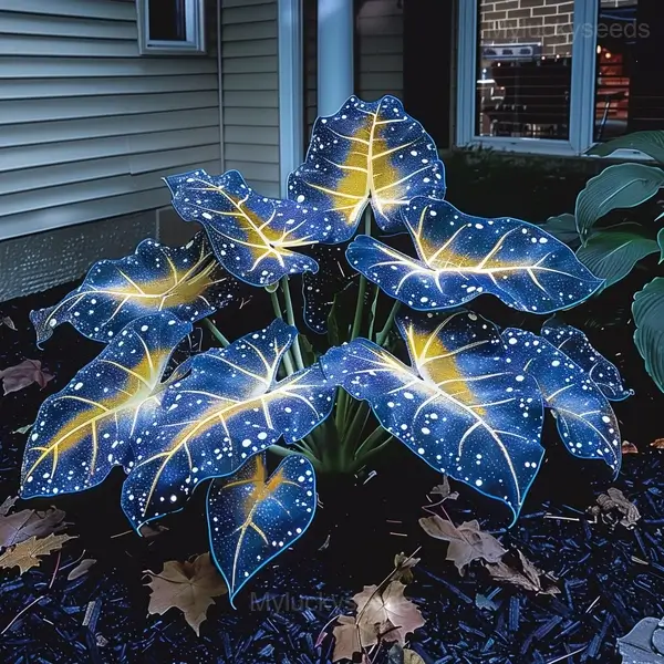 Starry Sky Colored Leaf Caladium Seeds - Image 8