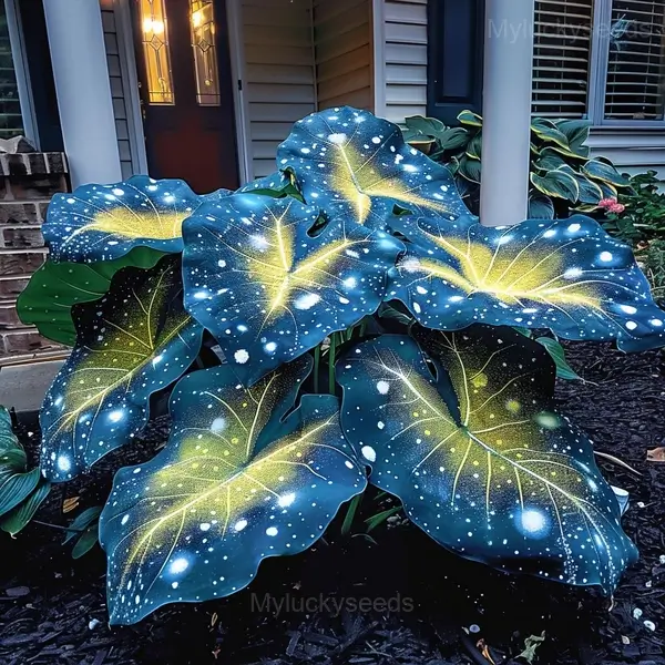 Starry Sky Colored Leaf Caladium Seeds - 16🟦🟨, 100 Seeds👍🔥