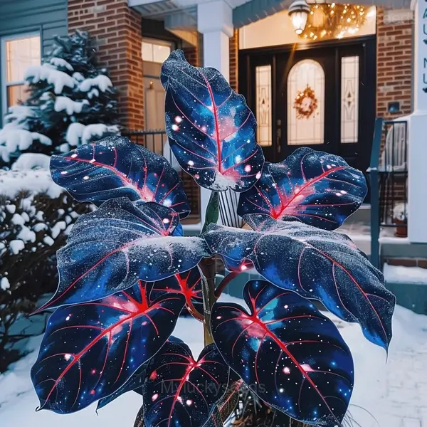 Starry Sky Colored Leaf Caladium Seeds - Image 12