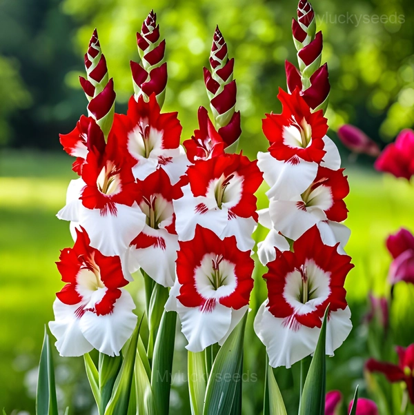 Gladiolus Seeds