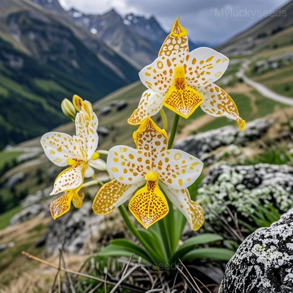 Orchid Seeds - 6🟨, 400 Seeds💛