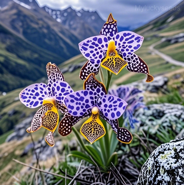 Orchid Seeds - 5🟪, 200 Seeds👍