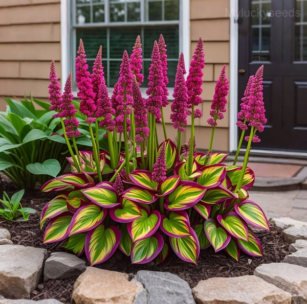 Giant Hosta Seeds - 73🟥🟩, 50 Seeds👍