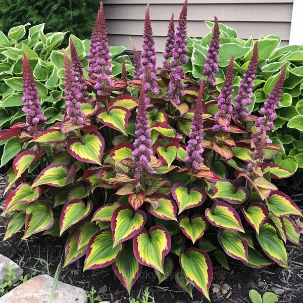 Giant Hosta Seeds - 32🟪🟩, 50 Seeds👍