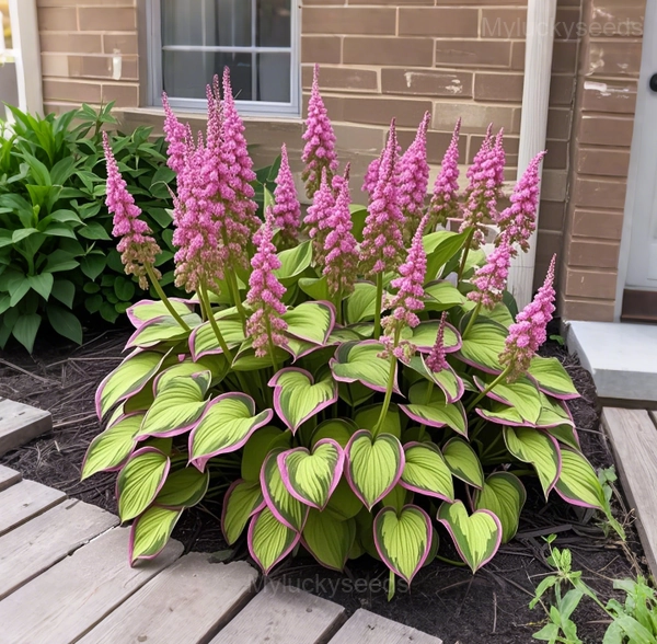 Giant Hosta Seeds - 41🟩💗, 100 Seeds💕🔥