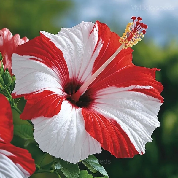 Giant Hibiscus Seeds - 25🟥⬜, 100 Seeds💕🔥