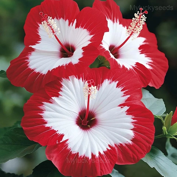 Giant Hibiscus Seeds - 2🟥, 50 Seeds👍
