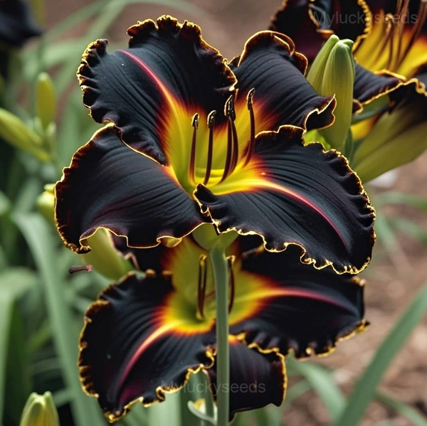Charming Lily Seeds - 14⬛🟨, 100 Seeds🎁🔥