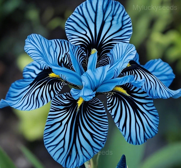Rare Striped Iris Seeds - 3🟦, 50 Seeds💗
