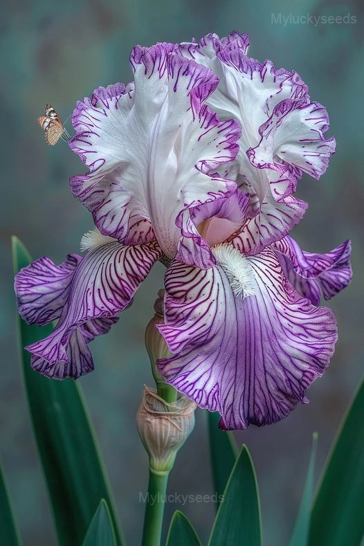 Romantic Iris Seeds - 12💗, 50 Seeds💕