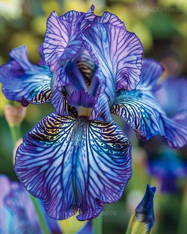 Romantic Iris Seeds - 5🟪, 500 Seeds🌱