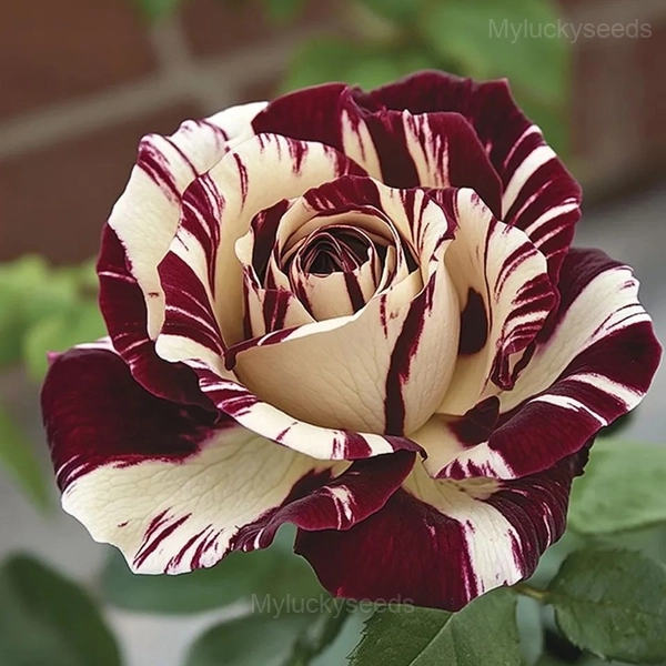 Striped Rose Seeds - 25🟥⬜, 500 Seeds💛