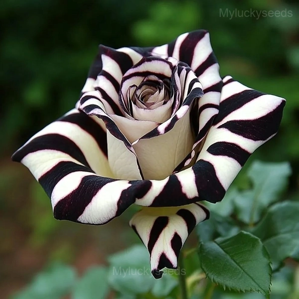 Striped Rose Seeds - 81⬜⬛, 100 Seeds🌱🔥