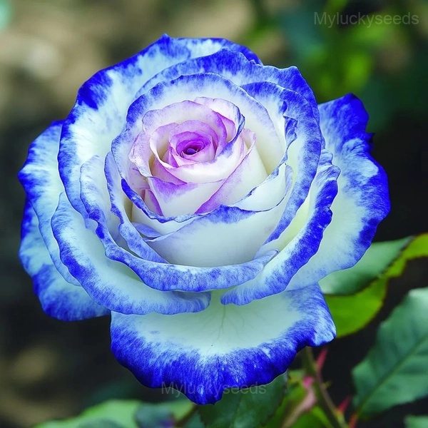Fragrant Garden Roses - 30🟦⬜, 200 Seeds💛