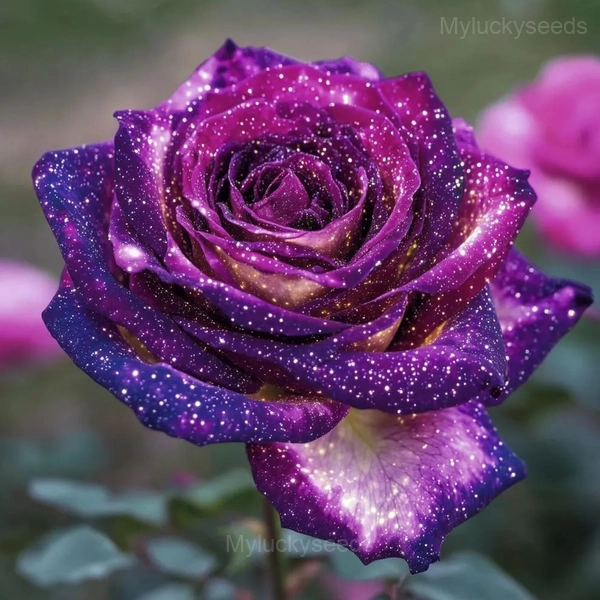 Fragrant Garden Roses - 5🟪, 50 Seeds💕