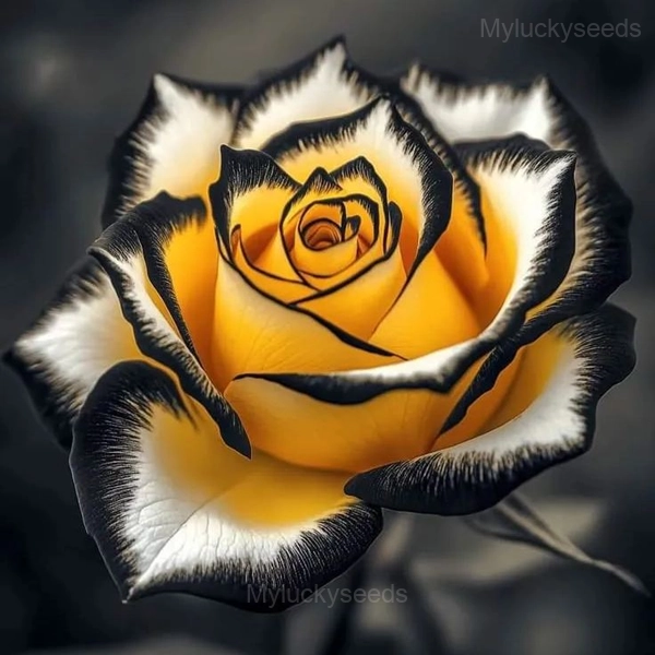 Fragrant Garden Roses - 13🟨⬛, 50 Seeds💕