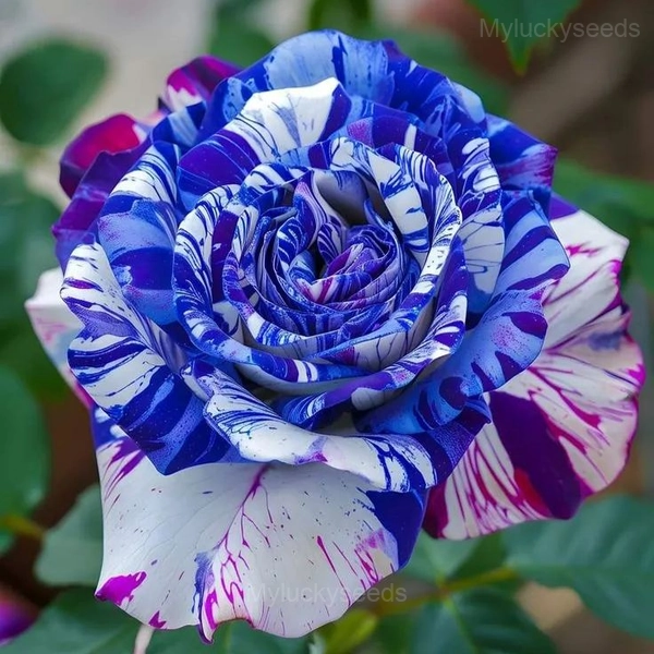 Fragrant Garden Roses - 78🟦💗, 100 Seeds🌱🔥