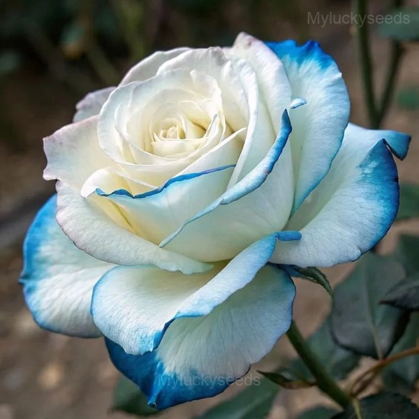Heirloom Rose Seeds - 28⬜🟦, 100 Seeds👍🔥