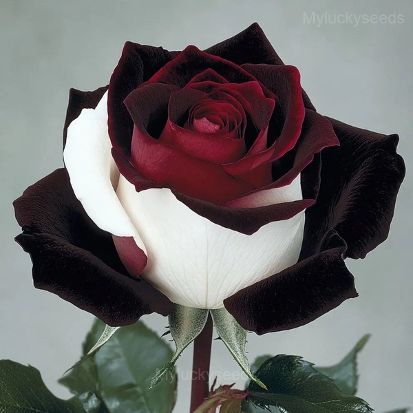 Heirloom Rose Seeds - 84🟥⬛, 50 Seeds💗