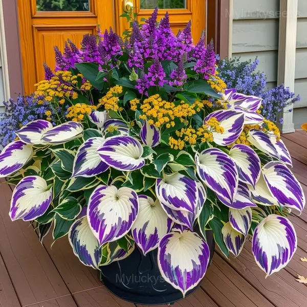 Elegant Hosta Seeds - 54🟪⬜, 100 Seeds🌱🔥
