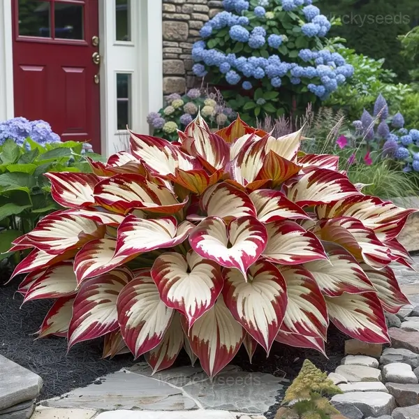 Elegant Hosta Seeds - 25🟥⬜, 50 Seeds🔥
