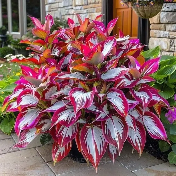 Hosta Mix Seeds - 22💗⬜, 100 Seeds💕🔥