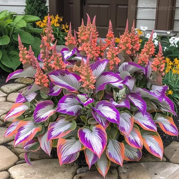 Hosta Mix Seeds - 76🟪🟧, 500 Seeds💛