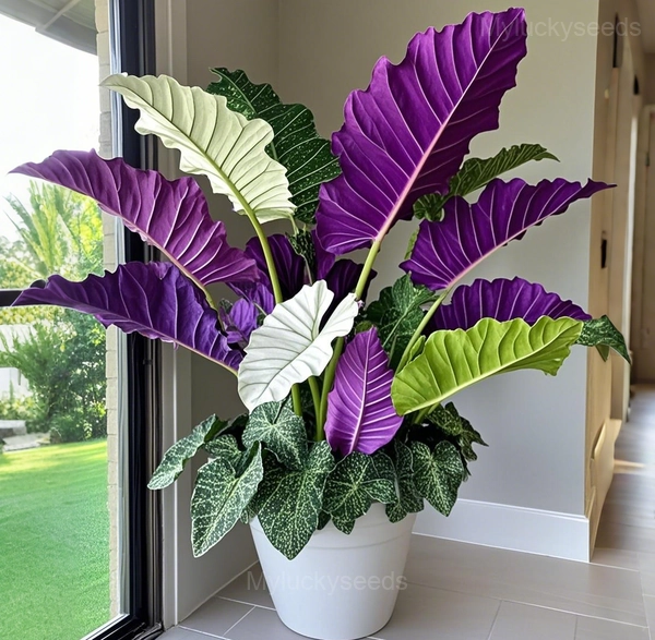 Fancy Leaf Caladium Seeds - 32🟪🟩, 50 Seeds💕