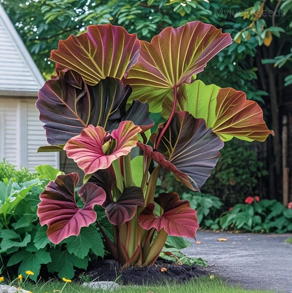 Garden Beauty Caladium Seeds - 73🟥🟩, 100 Seeds💗🔥