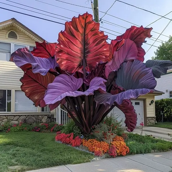 Garden Beauty Caladium Seeds - 58🟪🟥, 500 Seeds👍