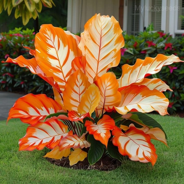Garden Beauty Caladium Seeds - 85🟧⬜, 500 Seeds👍