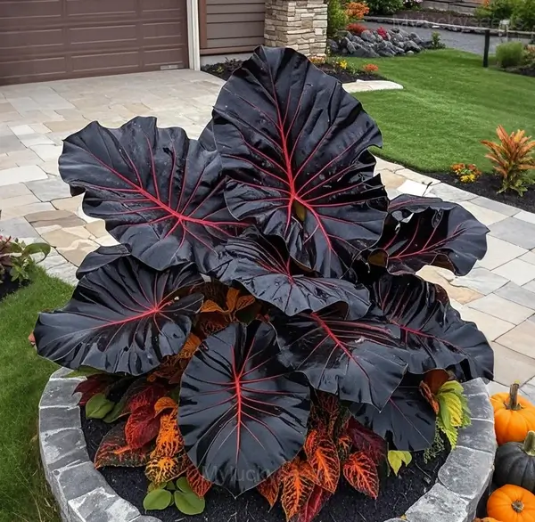 Garden Beauty Caladium Seeds - 77⬛🟧, 200 Seeds🔥