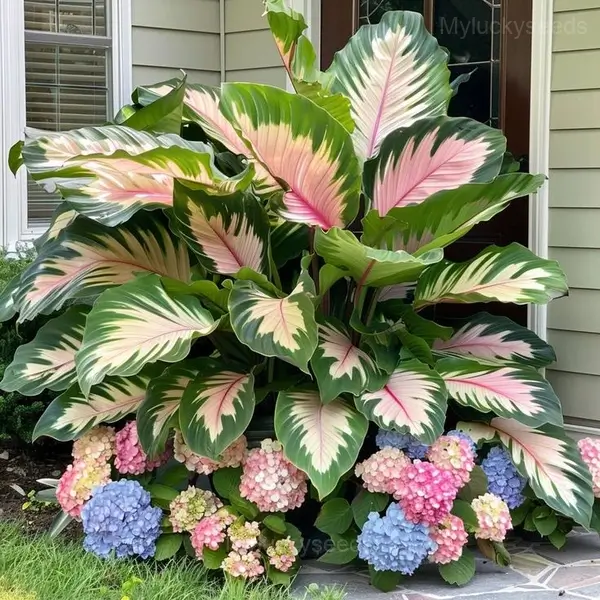 Garden Beauty Caladium Seeds - 41🟩💗, 100 Seeds💗🔥