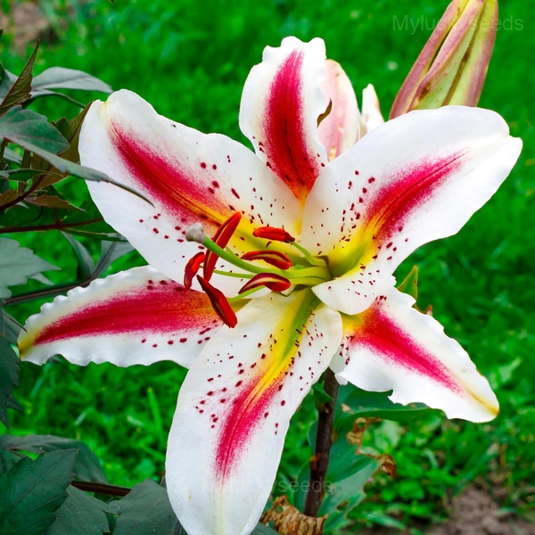 Elegant Lily Seeds - 27⬜🟥, 200 Seeds👍