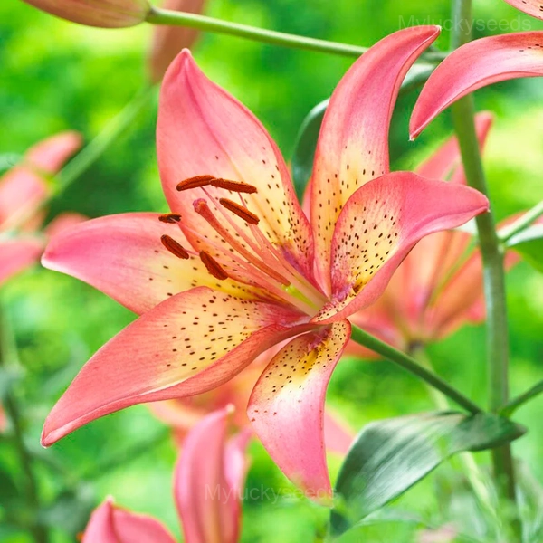 Perennial Lily Seeds - 21💗🟨, 100 Seeds👍🔥