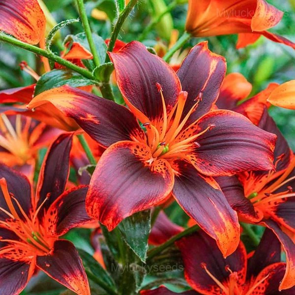 Perennial Lily Seeds - 7🟧, 500 Seeds💕