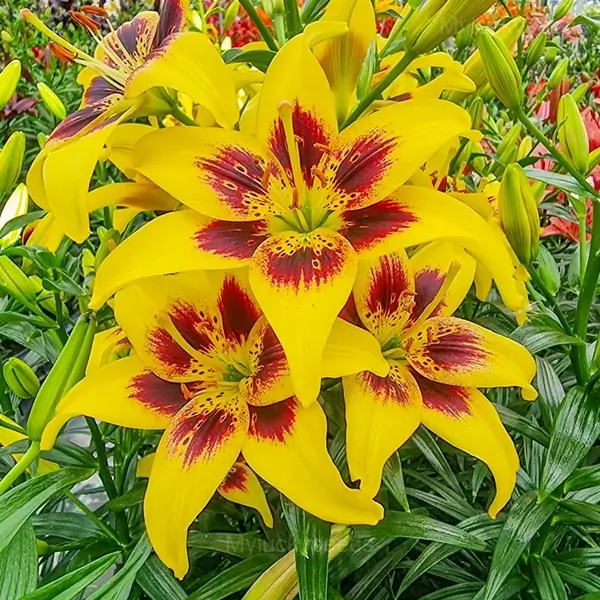 Perennial Lily Seeds - 19🟨🟥, 50 Seeds💗