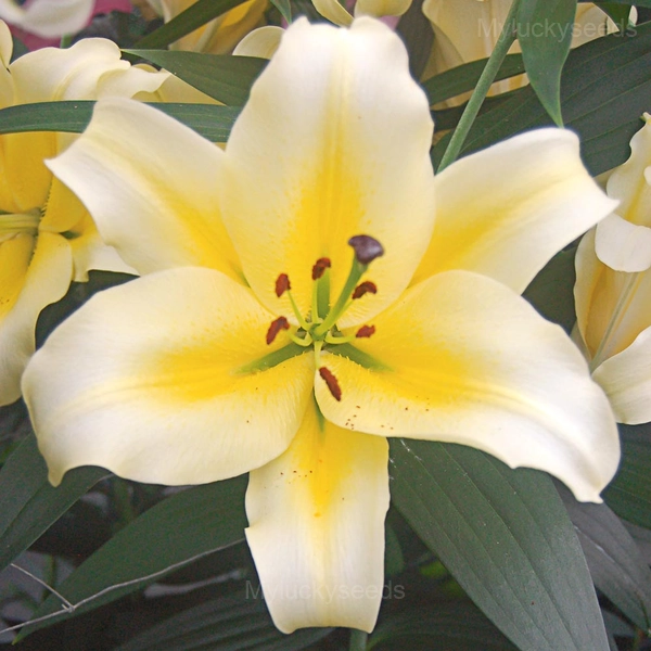Perennial Lily Seeds - 36⬜🟨, 200 Seeds🎁