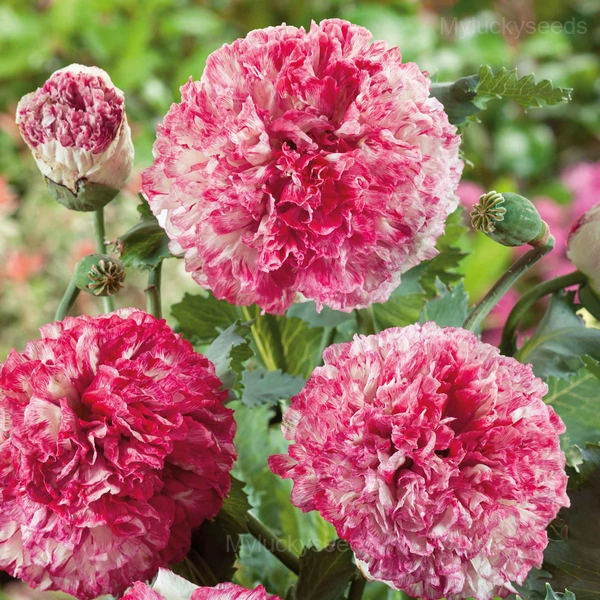 Elegant Peony Seeds - 27⬜🟥, 200 Seeds🎁