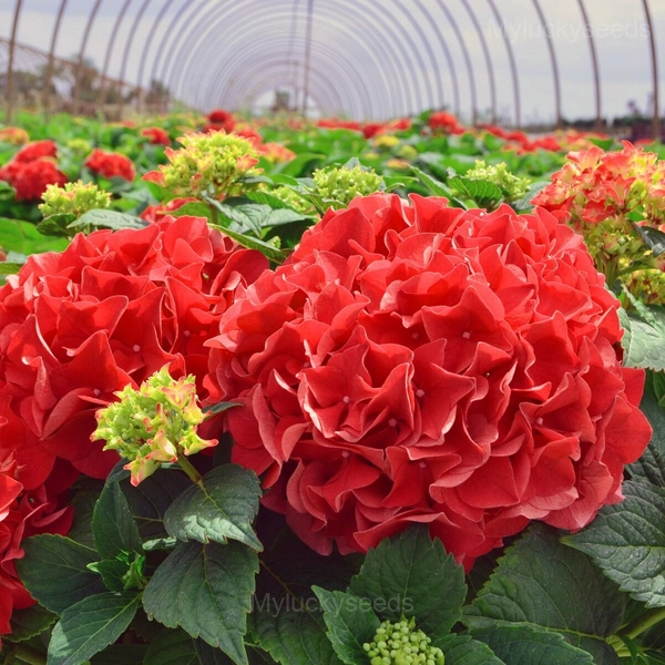 Rare Hydrangea Mix Seeds - 2🟥, 50 Seeds💛