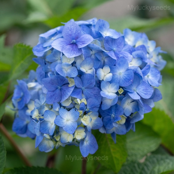 Rare Hydrangea Mix Seeds - 3🟦, 100 Seeds🌱🔥